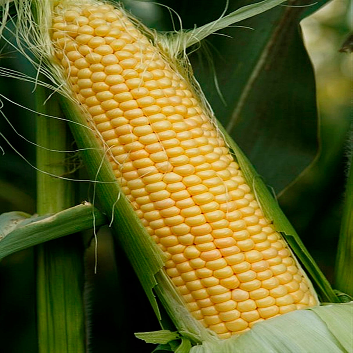 Seminte de Porumb Dulce Hibrid "Royalty", 10g