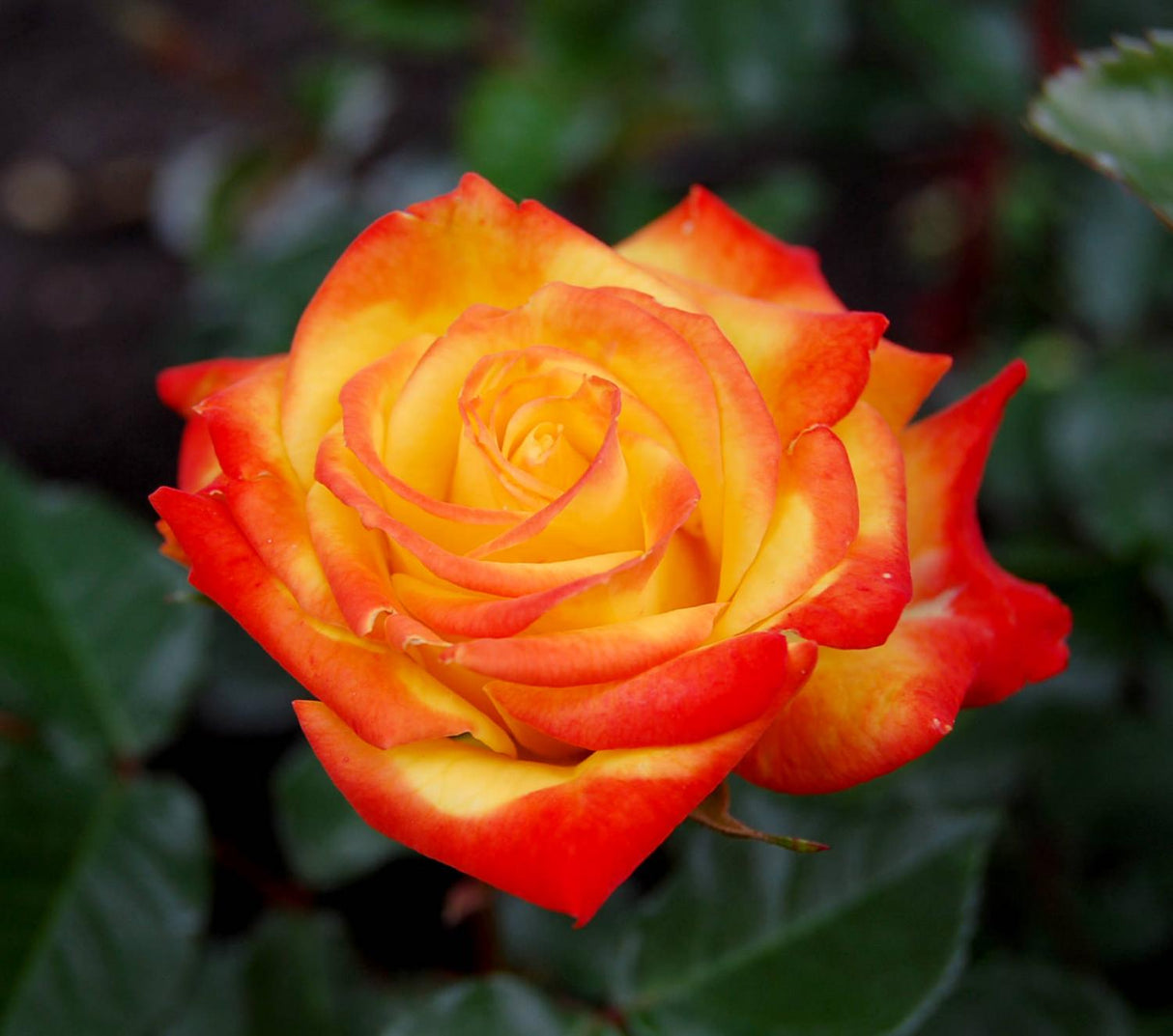 Trandafiri Butasi Teahibrizi - Rumba - 1 buc