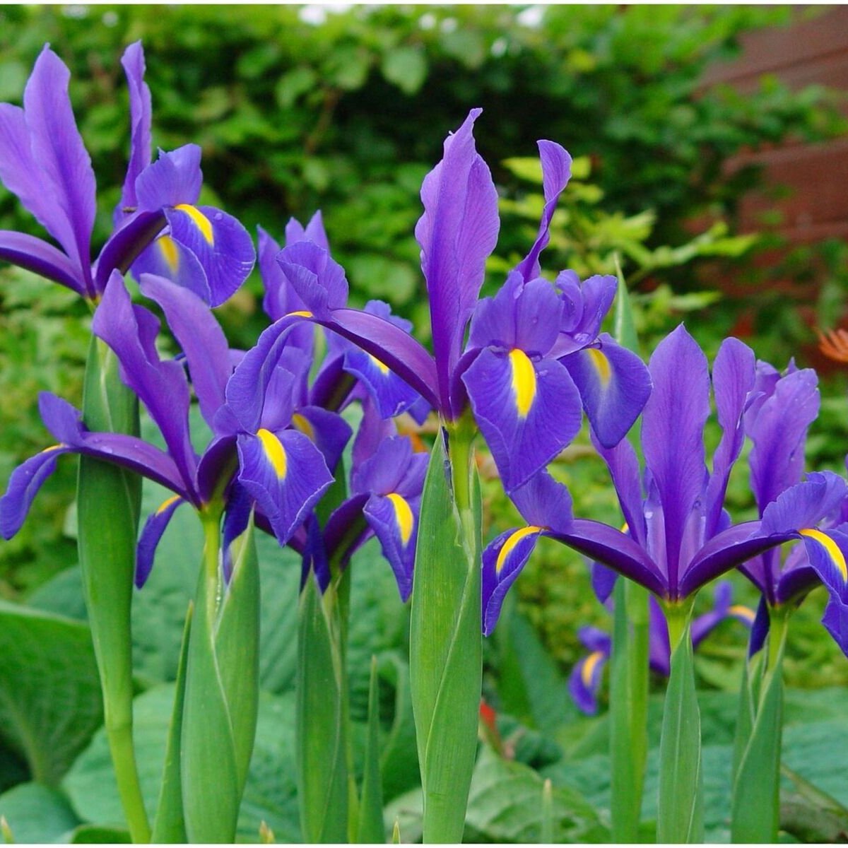 Bulbi Iris - Blue Magic - 3 buc