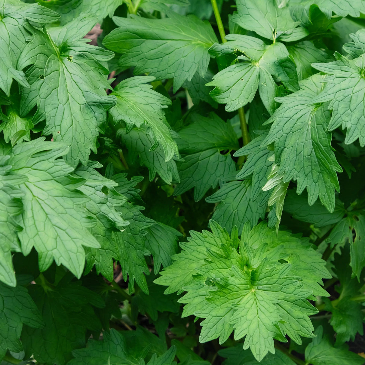 Seminte de Valeriana, 1 gr