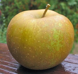 Pomi Fructiferi - Mar - Renet de Canada - Anul 3 - 1 buc