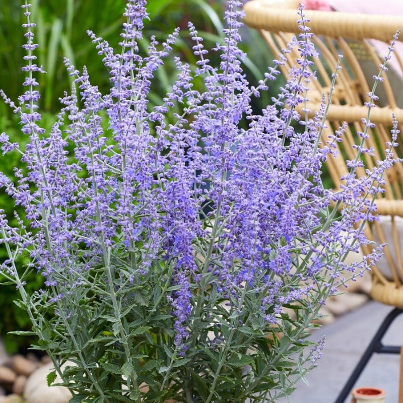 Perovskia"Blue Steel" (Salvie Ruseasca)