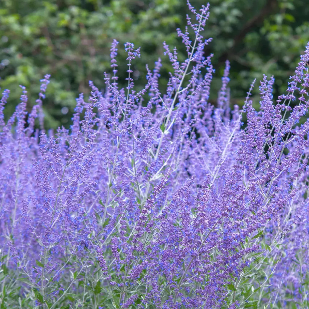 Parovskia "Blue Spire", la Ghiveci (Salvie Ruseasca)