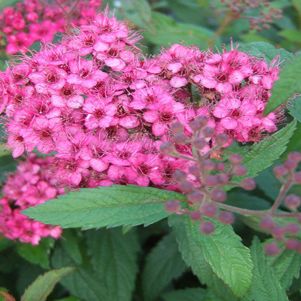 Spiraea Japonica ''Anthony Waterer'' (Cununita)