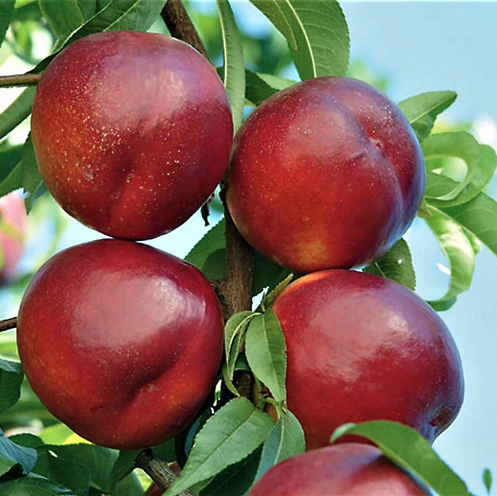 Pomi Fructiferi - Nectarin Columnar - Anul 2 - 1 buc