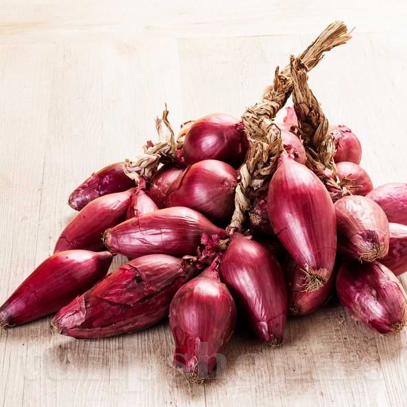 Seminte de Ceapa "Lunga Di Firenze", 1.5 gr