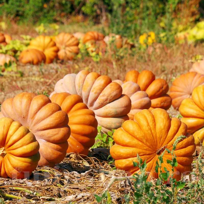 Seminte de Dovleac "Moscata di Provenza", 2 gr