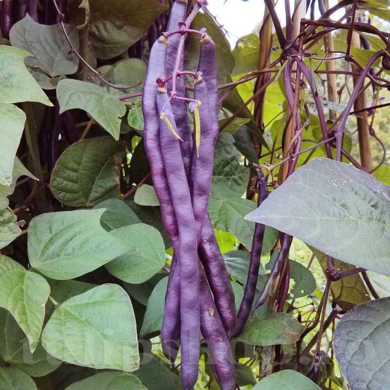 Seminte de Fasole Urcatoare Violetto , 70 gr