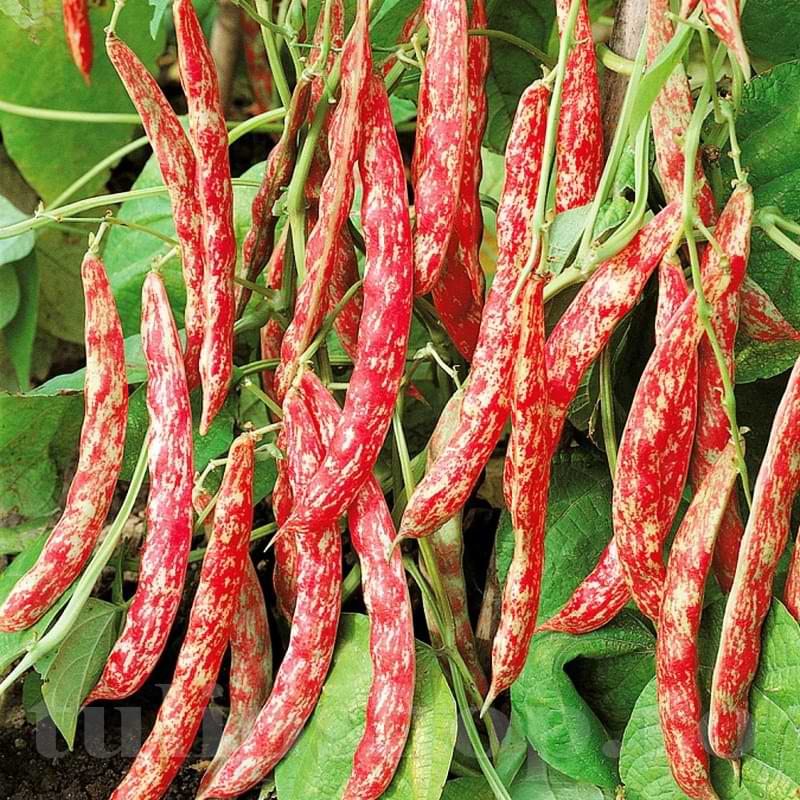 Seminte de Fasole Oloaga "Borlotto Red"