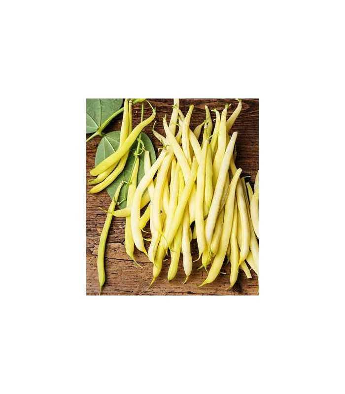 Seminte de Fasole Oloaga "Maxidor", 100 gr