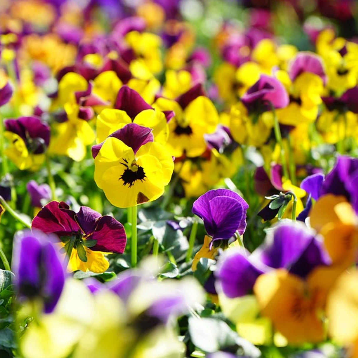 Seminte de Panselute