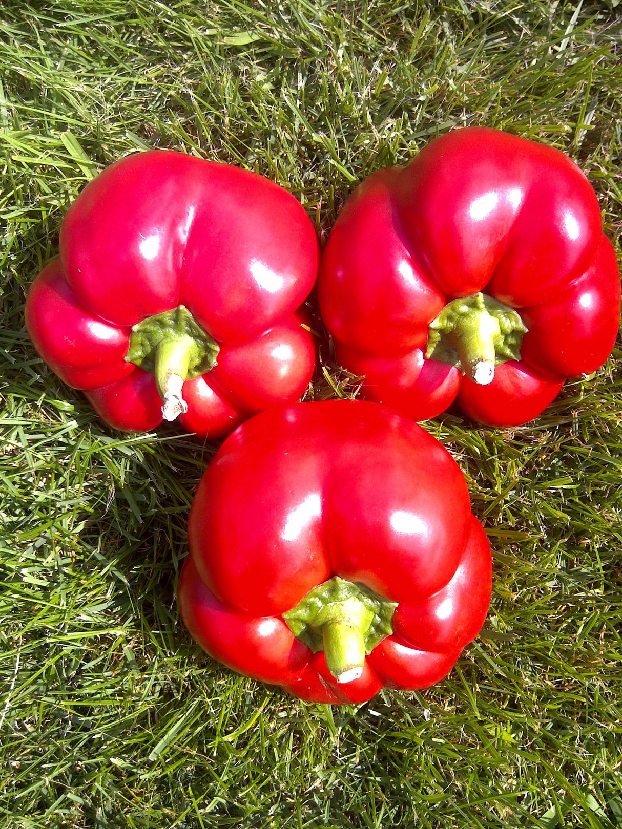 Seminte de Ardei Gogosar "Hibrid"