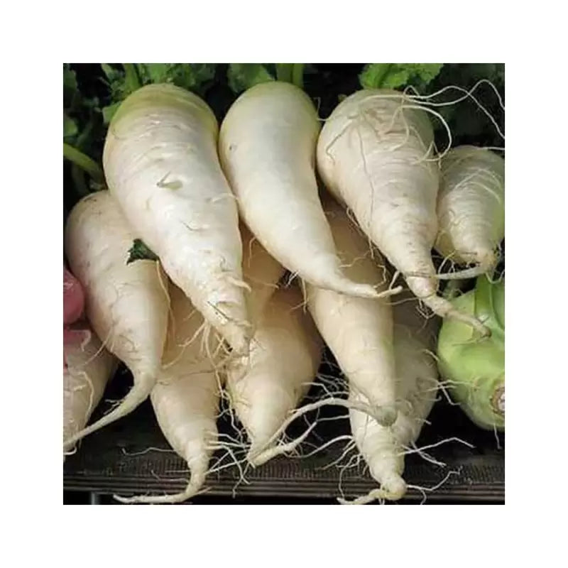 Seminte de Ridichi "Munchen Beer"