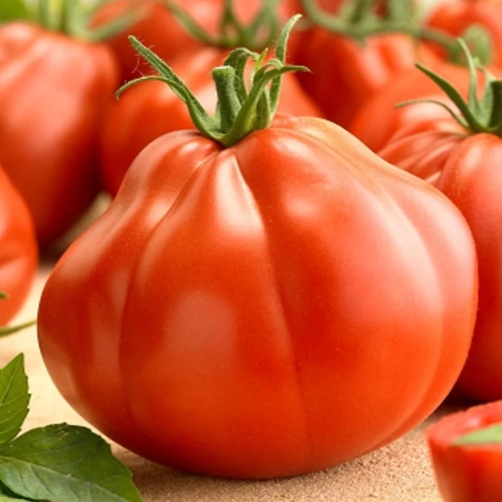 Seminte de Rosii Hibrid "Pearson D'Albenga", 0.3 gr