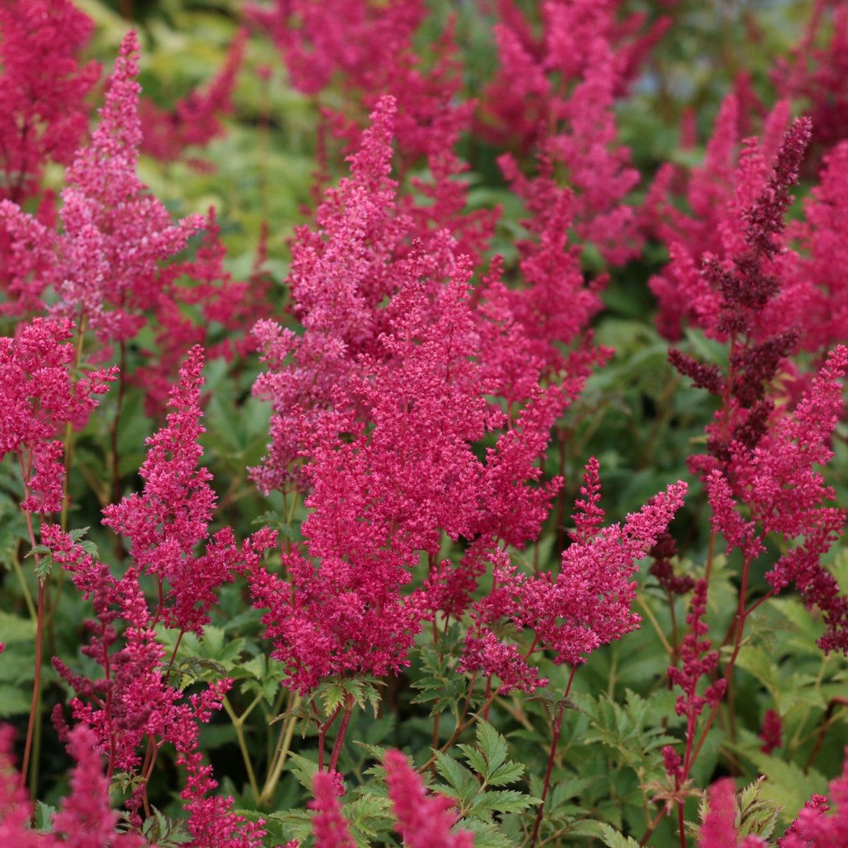Bulbi Astilbe - Fanal - Rosu - Rozaliu - 1 buc - Ghiveci