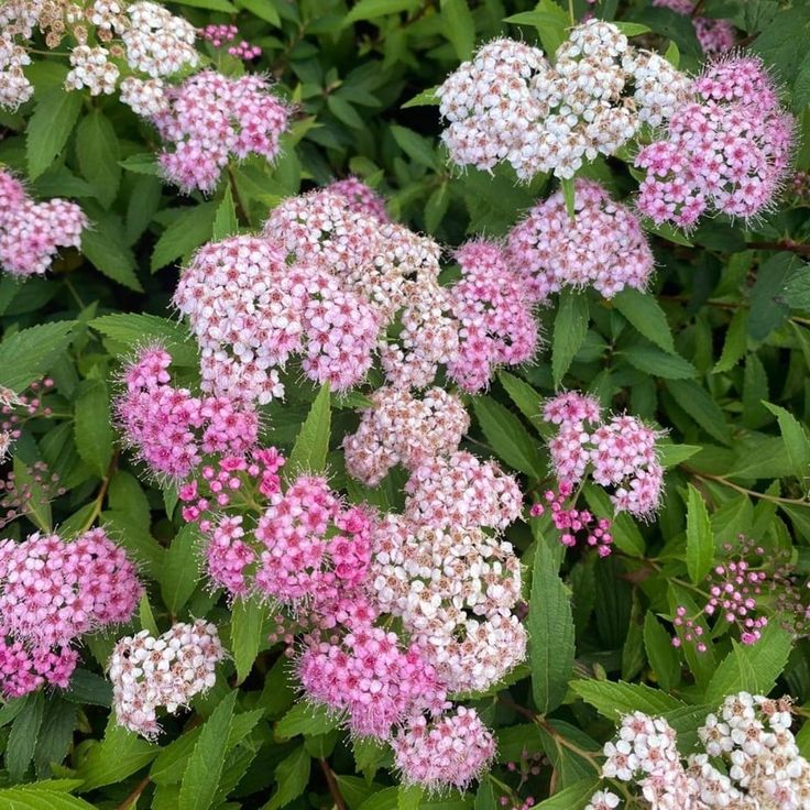Spiraea Japonica ''Shirobana'' (Cununita)