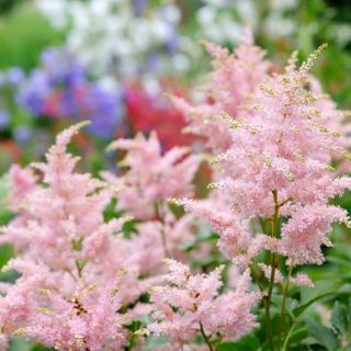 Bulbi Astilbe - Pumila - Roz Deschis - 1 buc - Ghiveci
