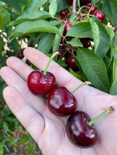 Pomi Fructiferi - Cires - Early Lory - Anul 2 - 1 buc