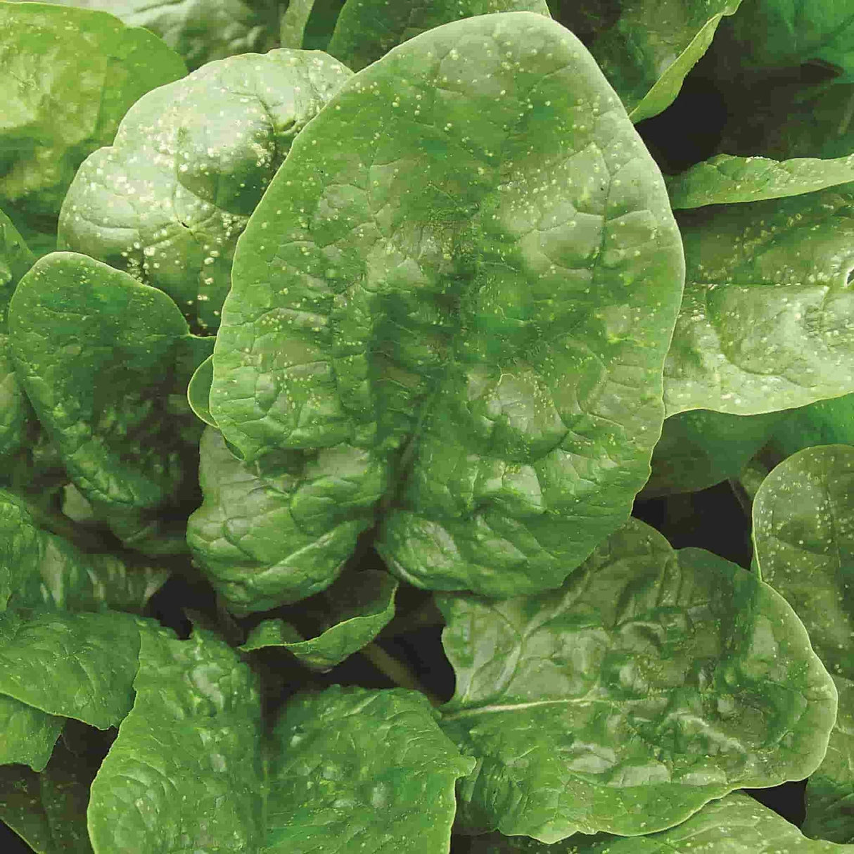 Seminte de Spanac "Matador", 100 g