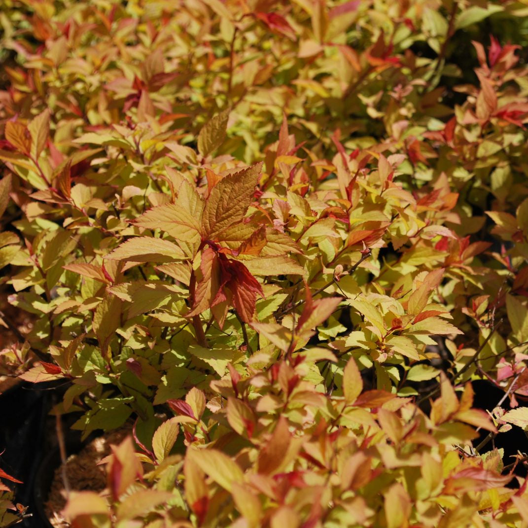 Spiraea Japonica ''Firelight'' (Cununita)