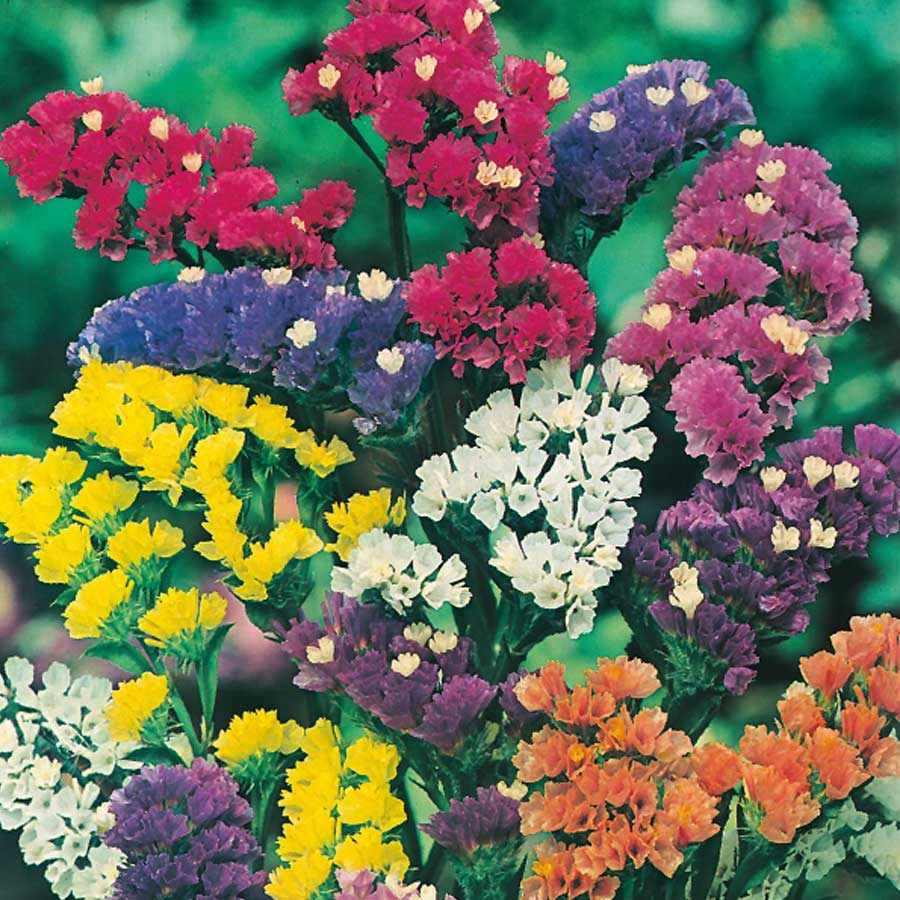 Seminte de Saraturica Melanj, 0.2 gr