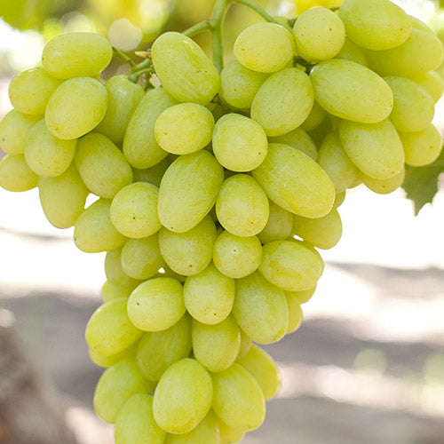 Butas Vita de Vie de Masa "Victoria", 1 Bucata