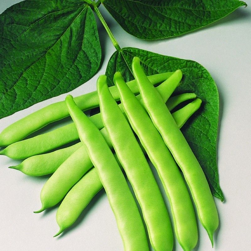 Seminte de Fasole Oloaga "Marconi"