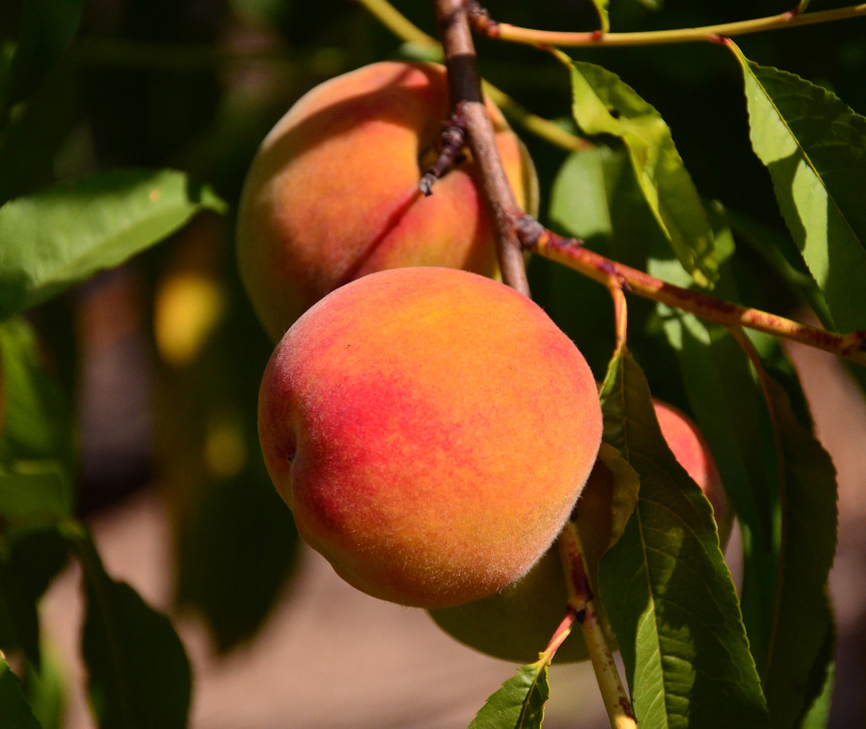 Pomi Fructiferi - Piersic - Superba de Toamna - Anul 3 - 1 buc