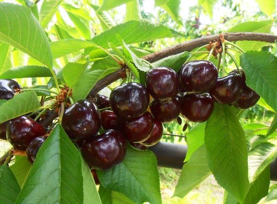 Pomi Fructiferi - Cires - Sweet Aryana - Anul 2 - 1 buc