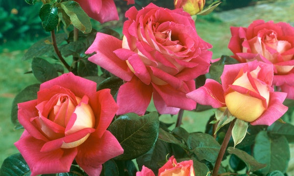 Trandafiri Butasi Teahibrizi - Kronenburg - 1 buc