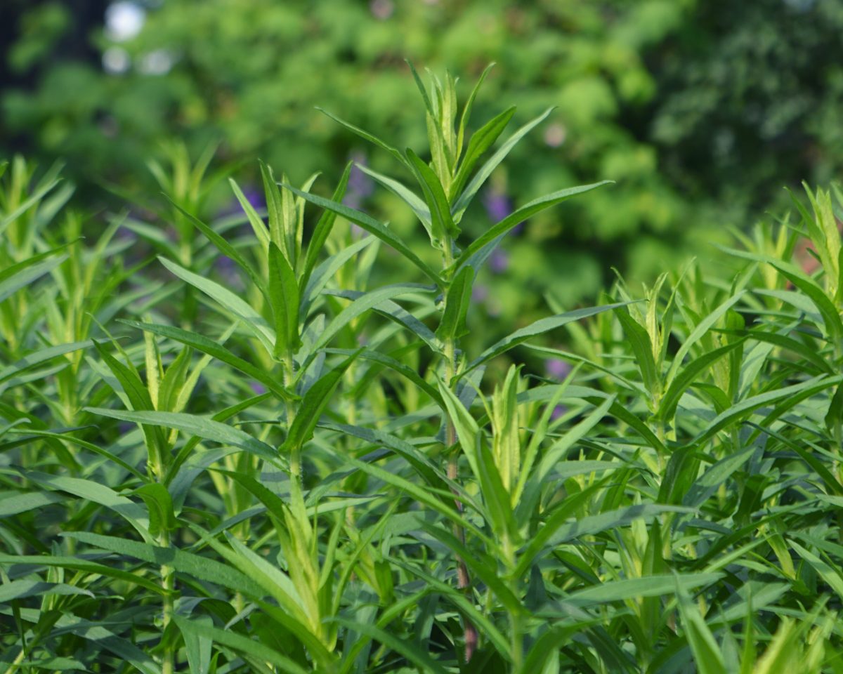 Seminte Plante Aromatice - Tarhon