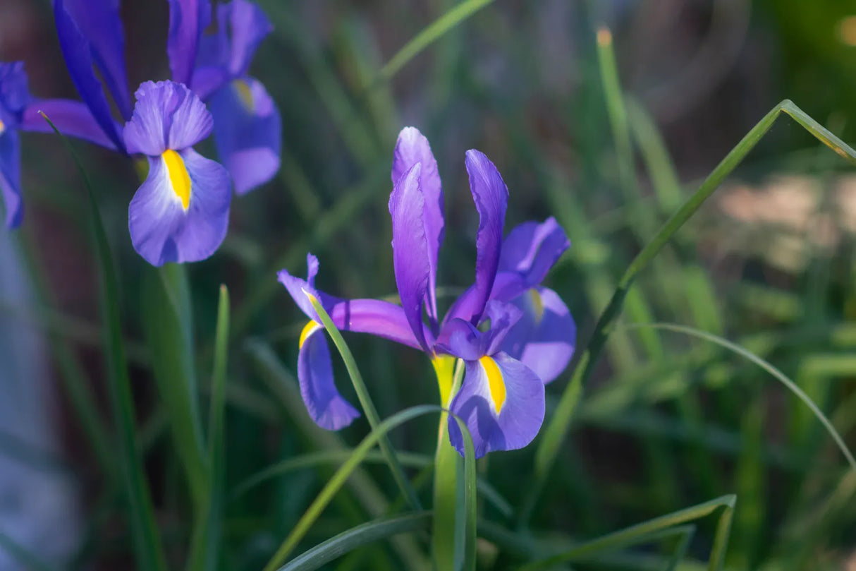 Bulbi Iris - Telstar - 3 buc