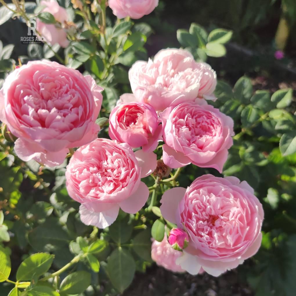 Trandafiri Butasi Teahibrizi - The Alnwick - 1 buc