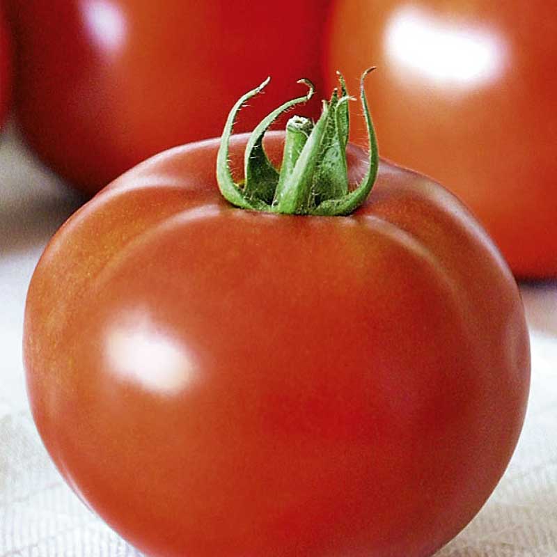 Seminte de Rosii Buzau 22 0,2g