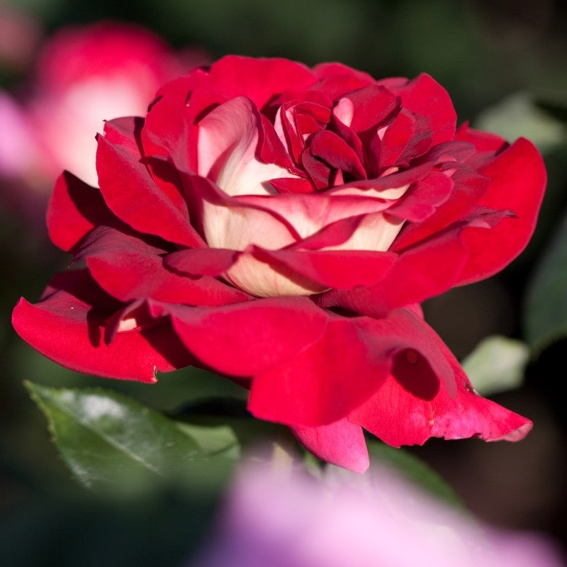 Trandafiri Butasi Teahibrizi - Kronenburg - 1 buc