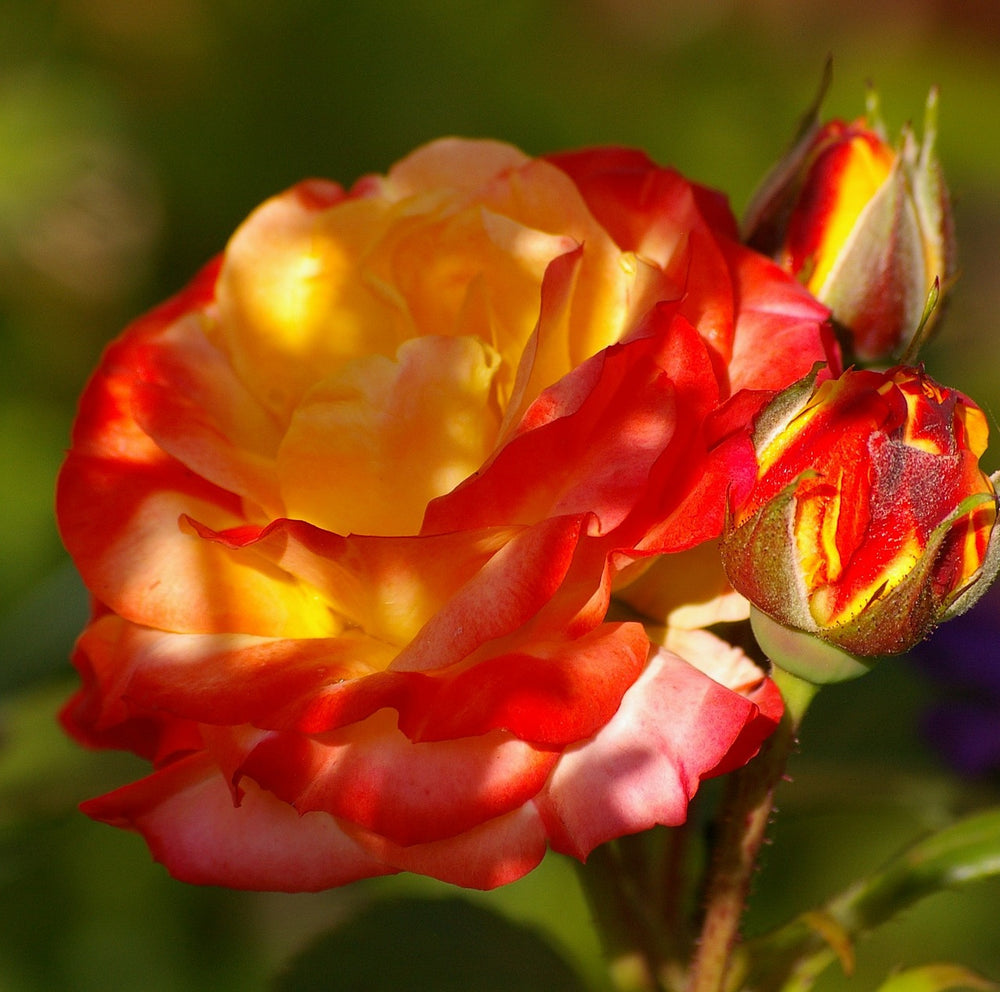 Trandafiri Butasi Teahibrizi - Rumba - 1 buc