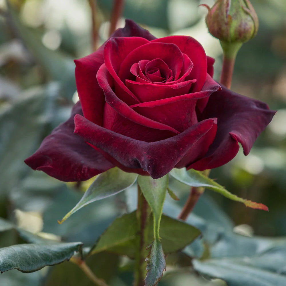 Trandafiri Butasi Teahibrizi - Black Magic - 1 buc