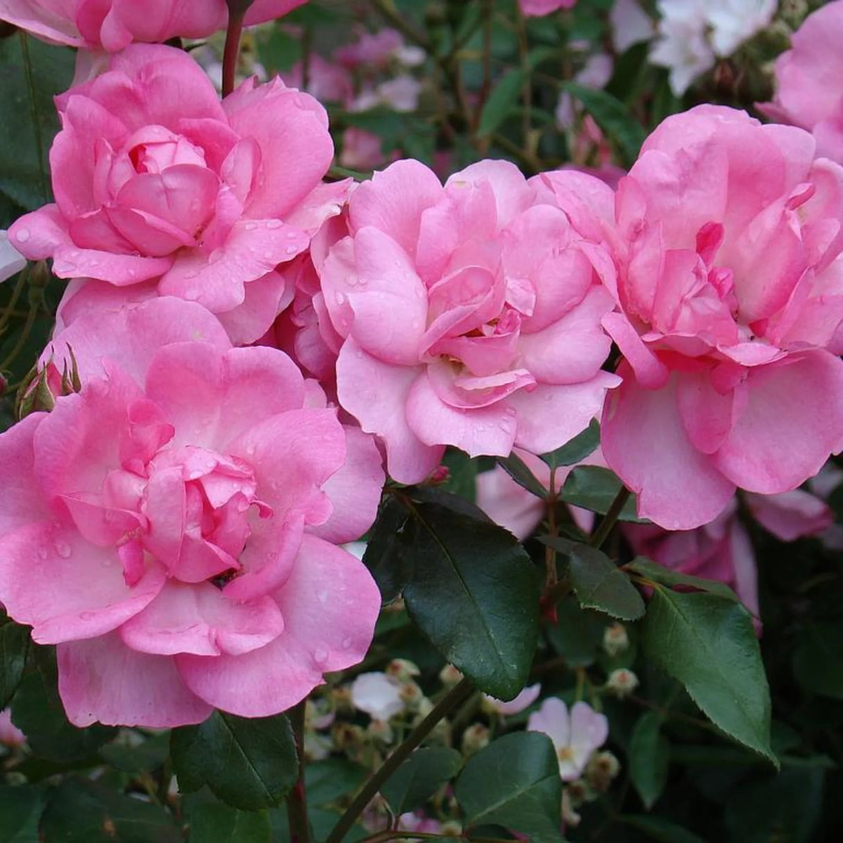 trandafiri cataratori1600