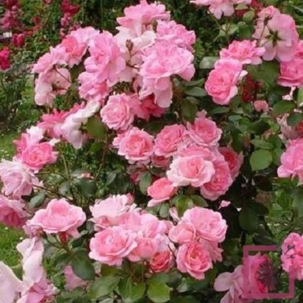 trandafiri cataratori1601