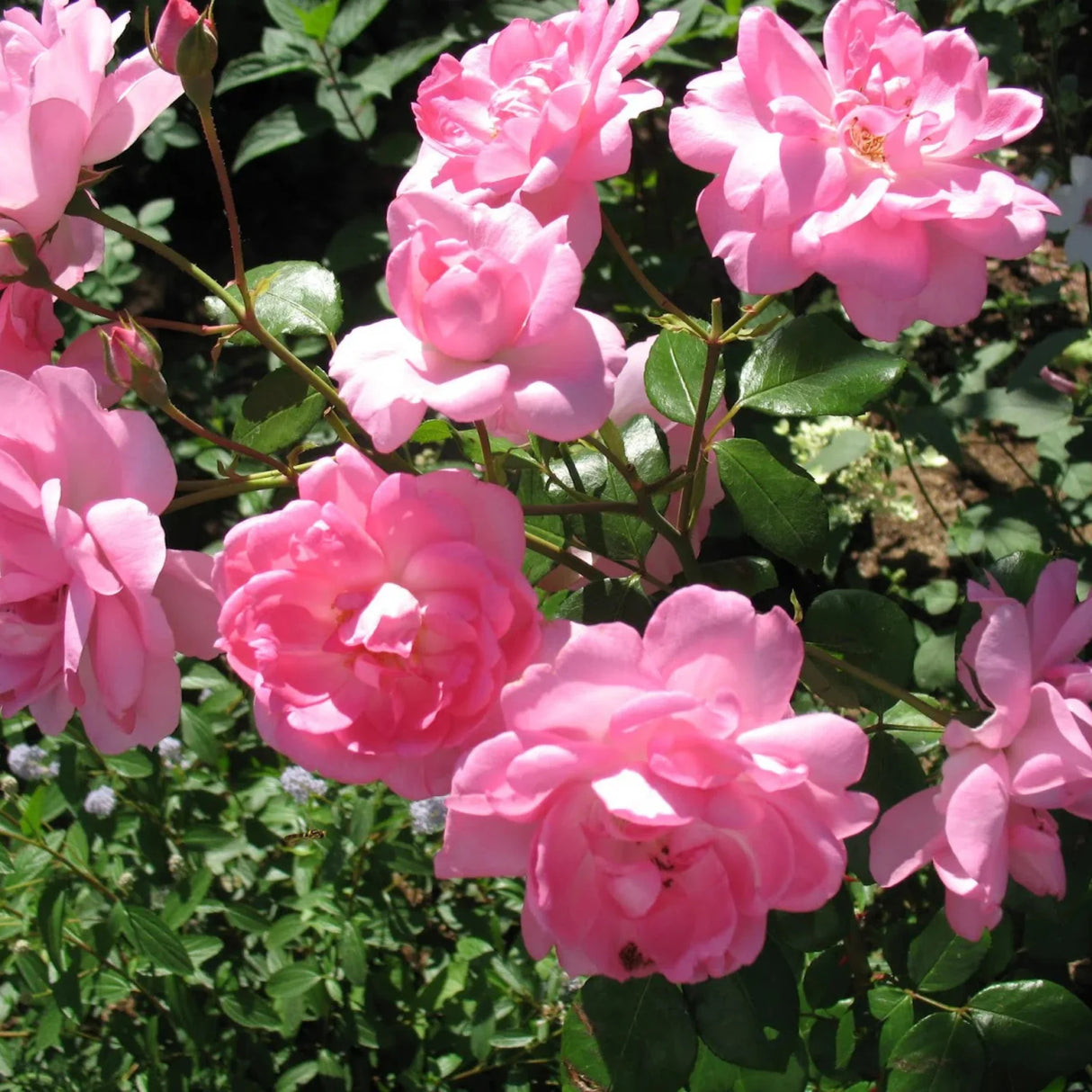 trandafiri cataratori1602