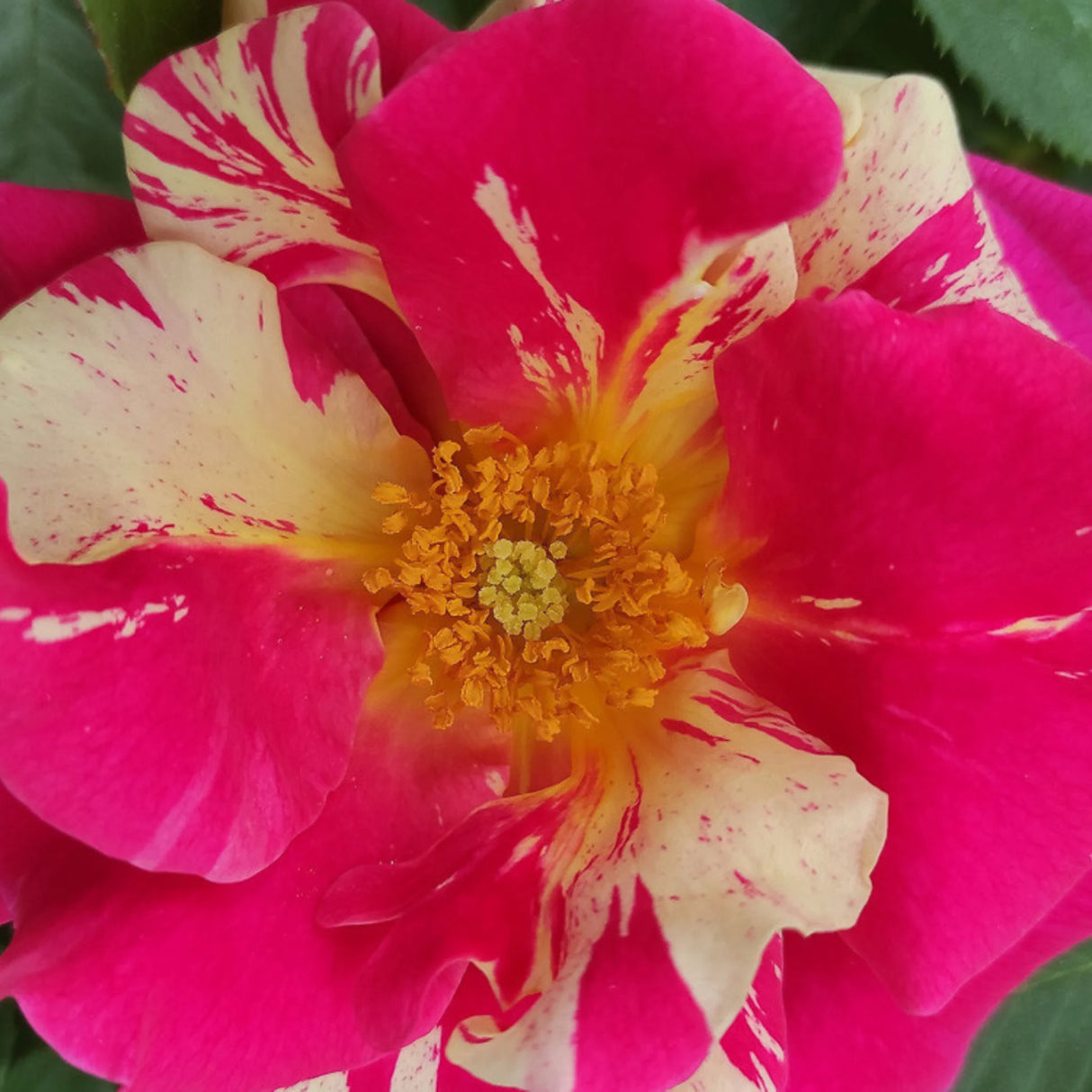 trandafiri cataratori1605