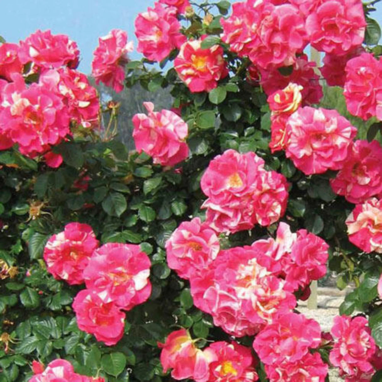 trandafiri cataratori1606