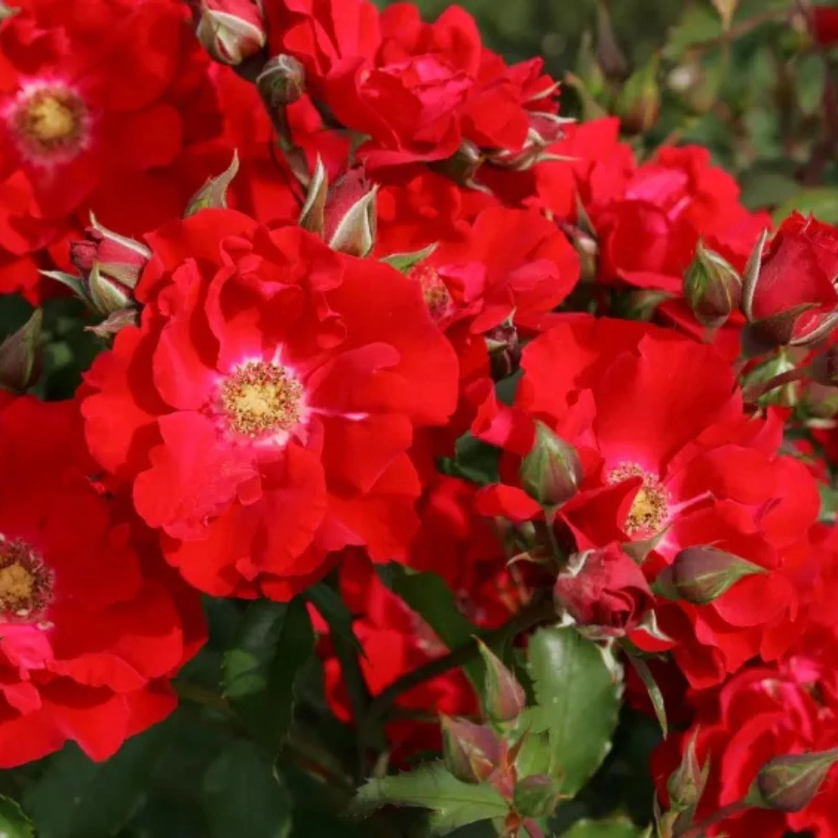 trandafiri cataratori1631