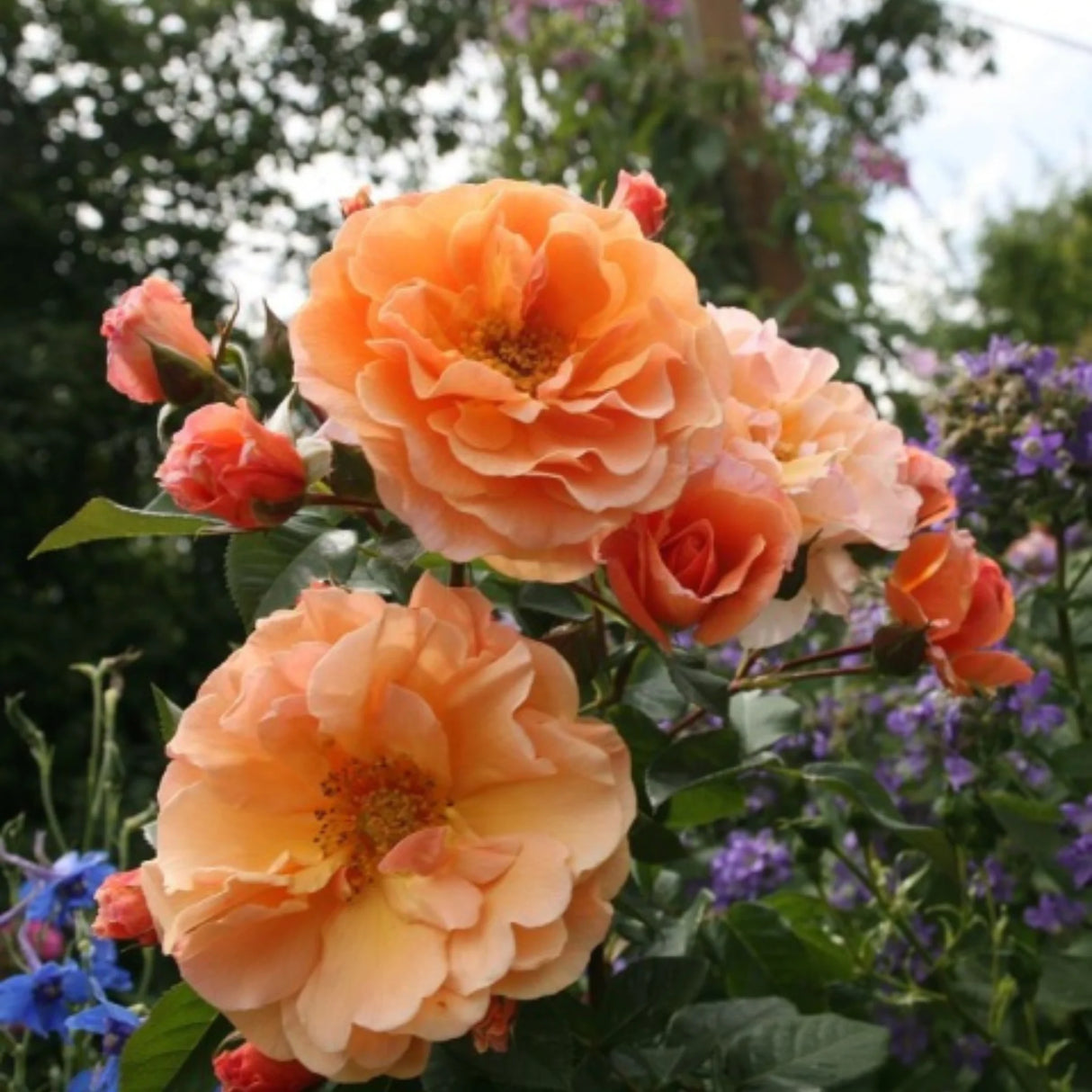 trandafiri cataratori1640