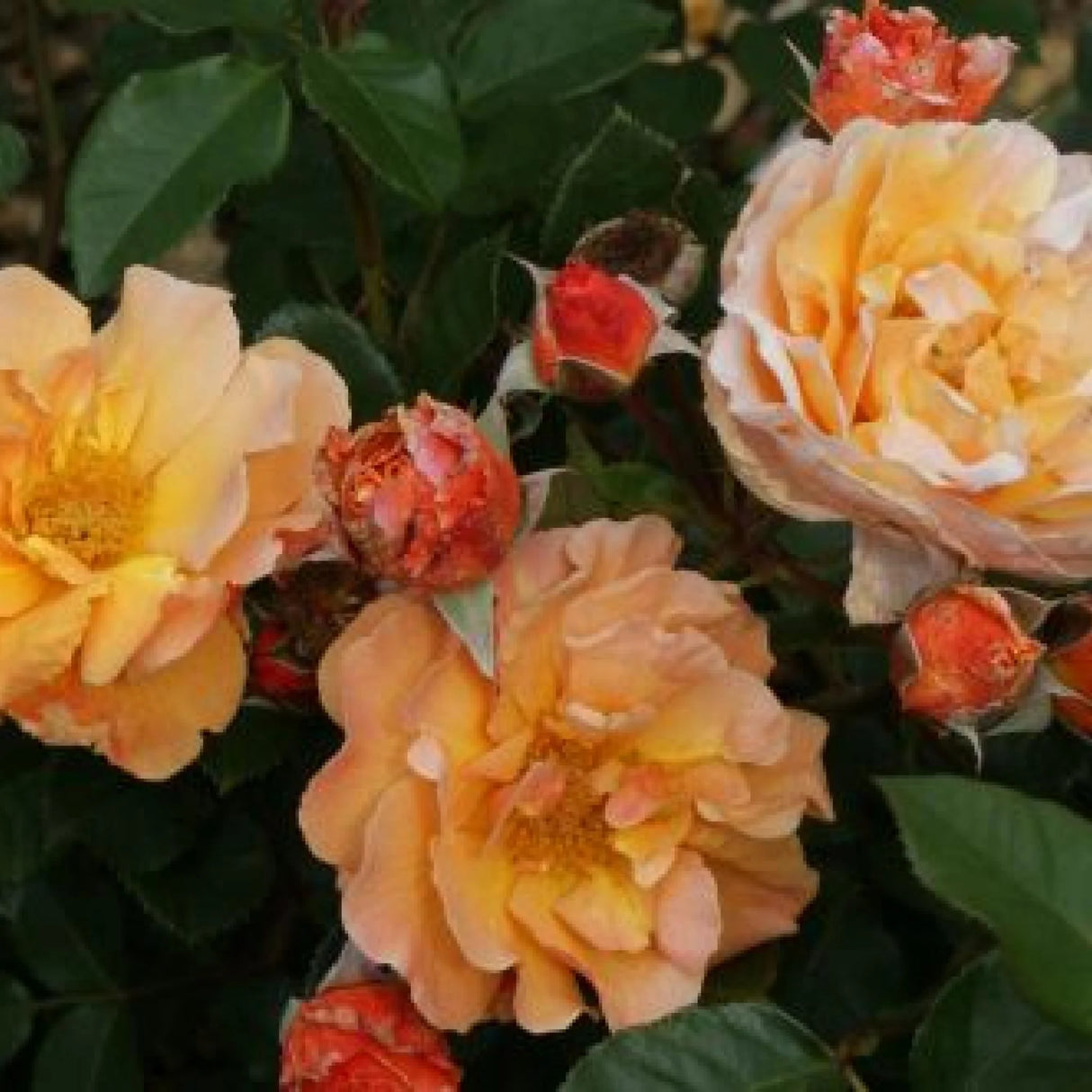 trandafiri cataratori1641