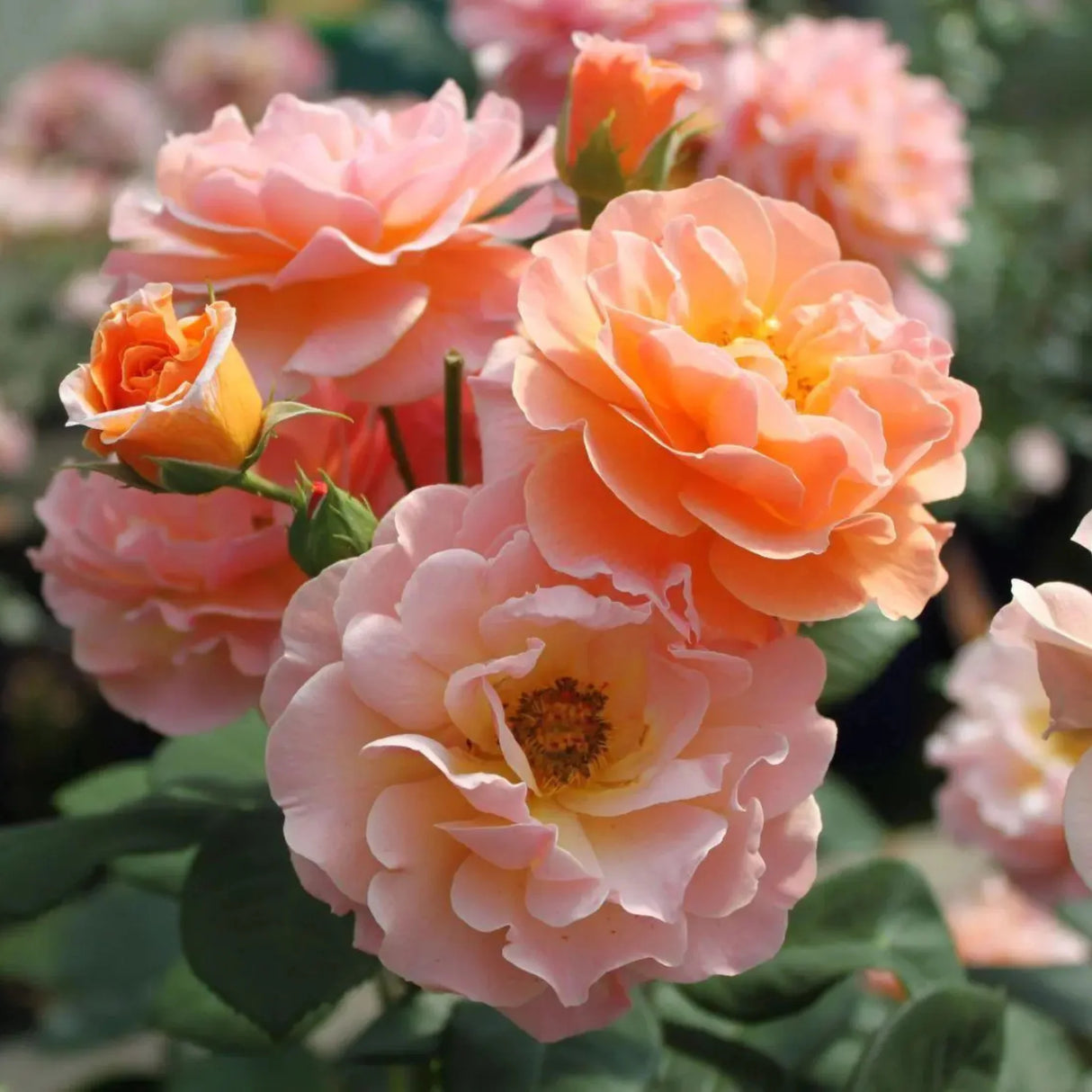 trandafiri cataratori1642