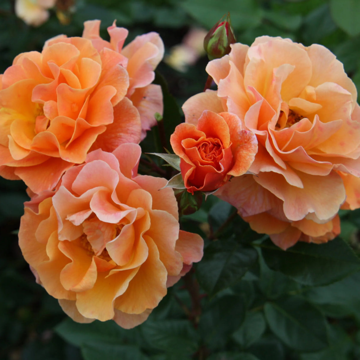 trandafiri cataratori1643