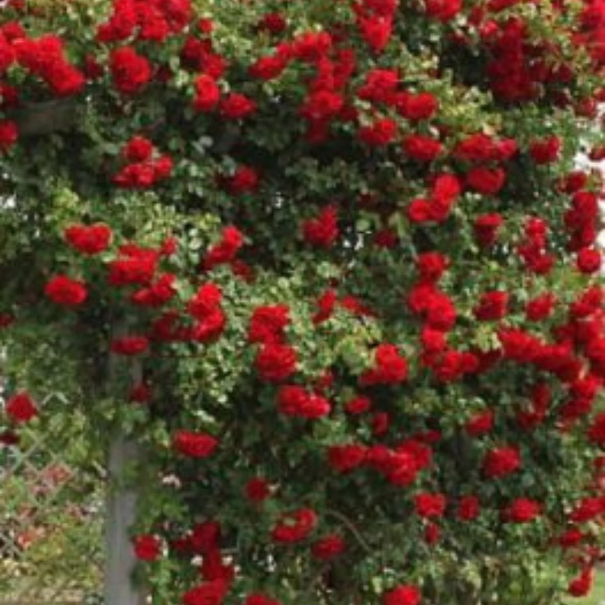 trandafiri cataratori1670