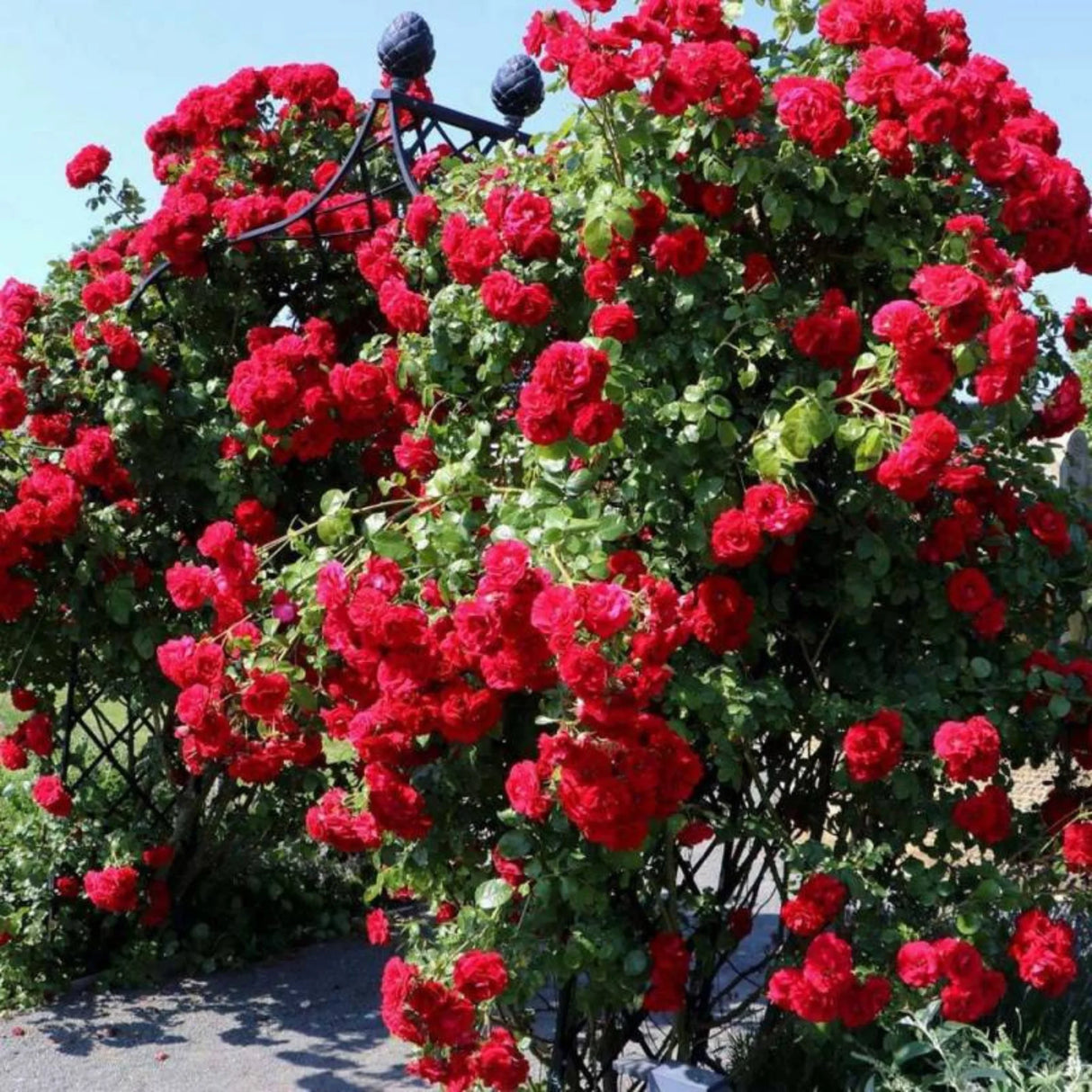 trandafiri cataratori1671