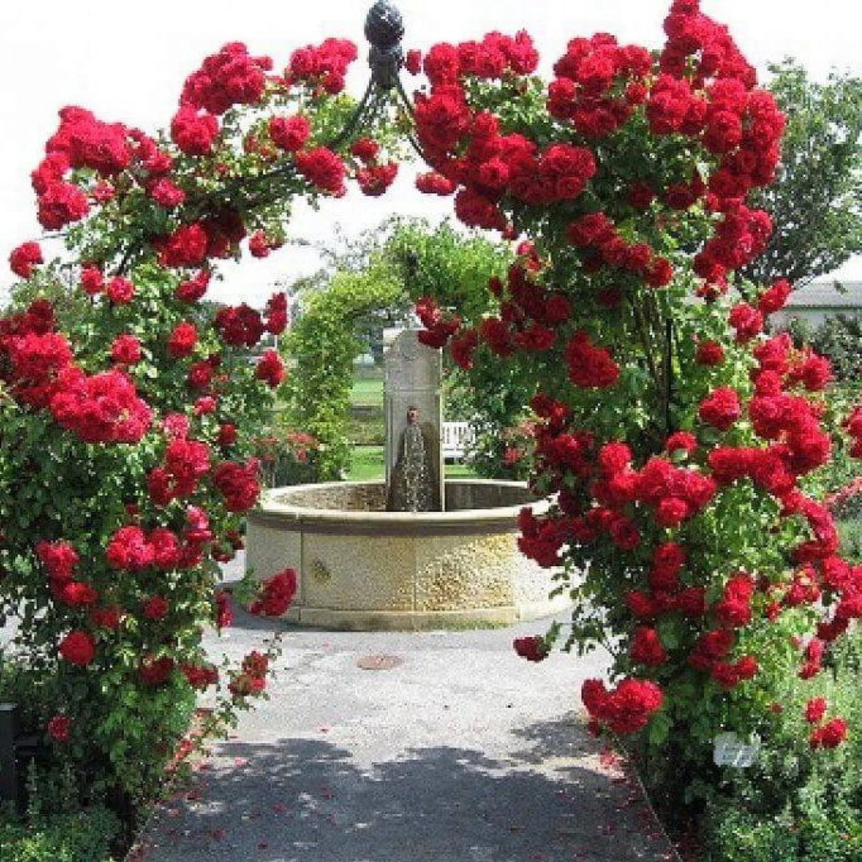 trandafiri cataratori1672